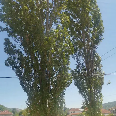 Zuta Kuca Grude